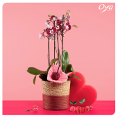 La célèbre orchidée se pare d'une teinte bigarreau mouchetée pour mieux surprendre Maman ! Un classique twisté qui plaira à coup sure à celle qui fait pétiller notre cœur.⁣
.⁣
.⁣
.⁣
#phalaenopsis #cherry #maman #mamancherie #orchidee #plante #oya #oyafleurs